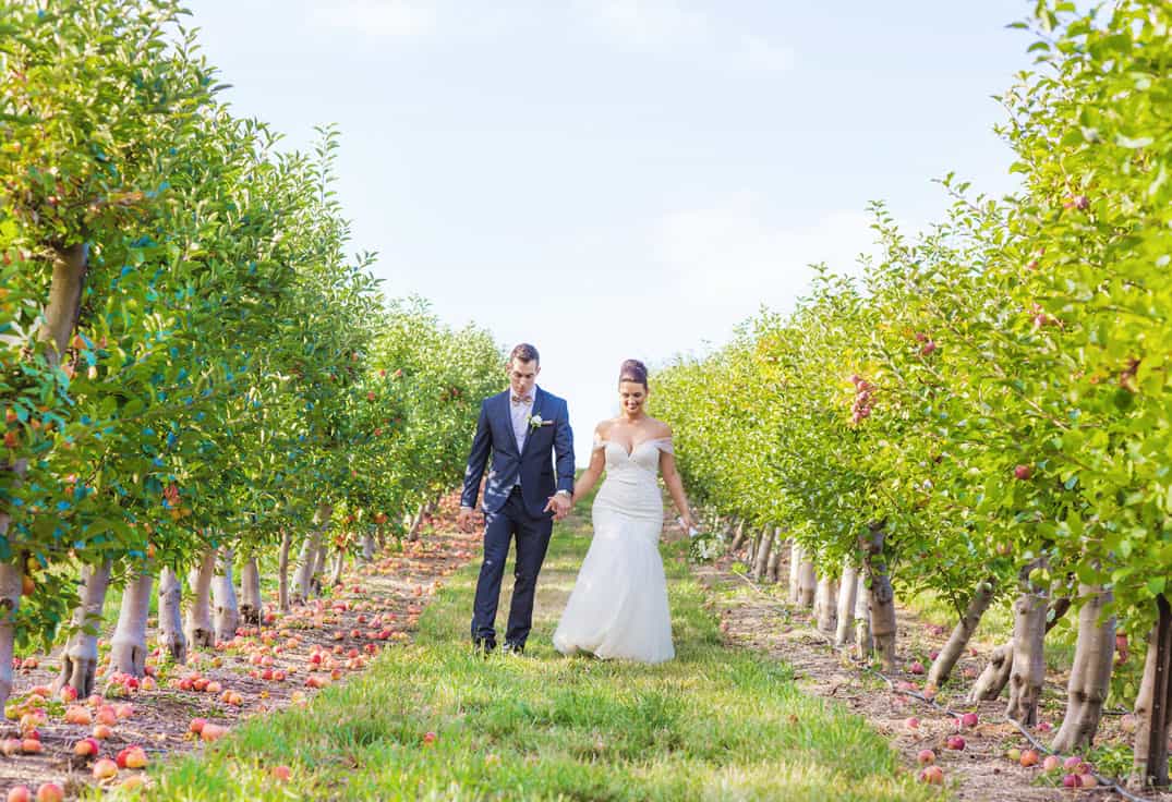 The Apple Farm